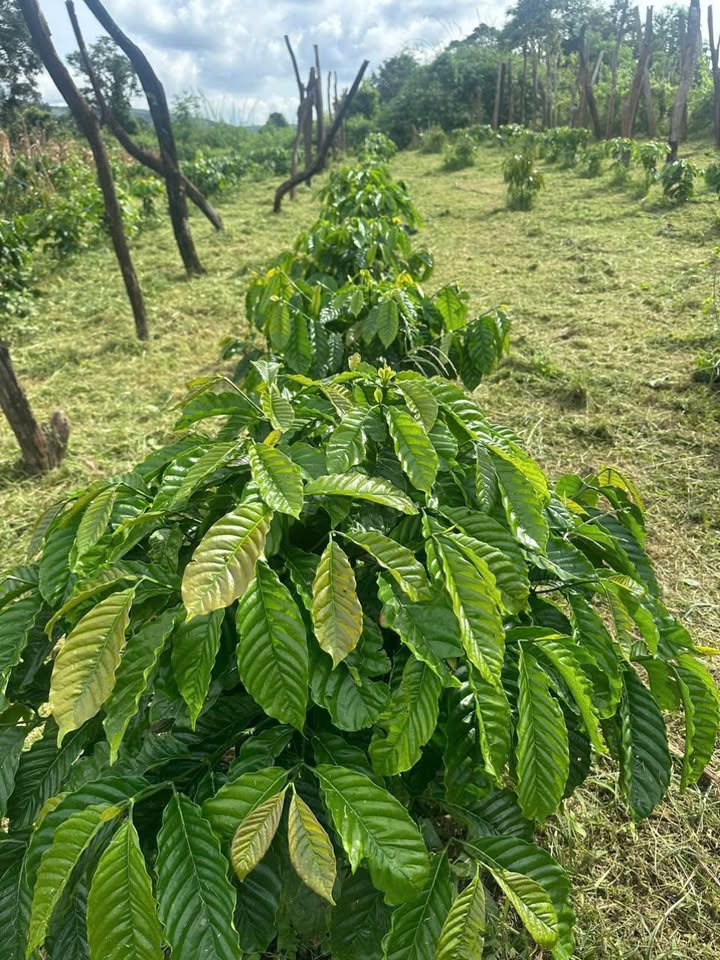 Đất Farm Cư Mốt Đắk Lắk 1,65ha giá 2.3 tỷ - Cơ hội đầu tư sinh lời!