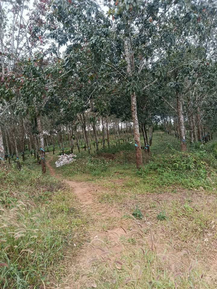 Đất nông nghiệp Đắk R'Lấp 28,000m² giá 7.2 tỷ - Tiềm năng đầu tư lớn!