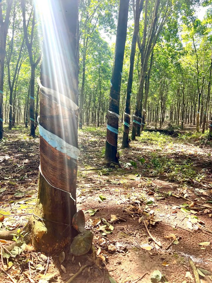 Đất Farm 1ha Tân Hưng, Hớn Quản - Giá chỉ 2.4 tỷ, gần Uỷ ban!