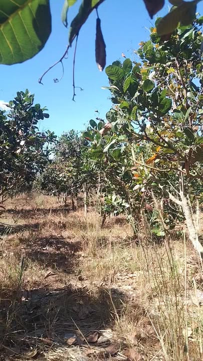 Farm Bù Gia Mập 40.000m² giá 7 tỷ - Sổ đỏ chính chủ, đất đỏ bằng đẹp!