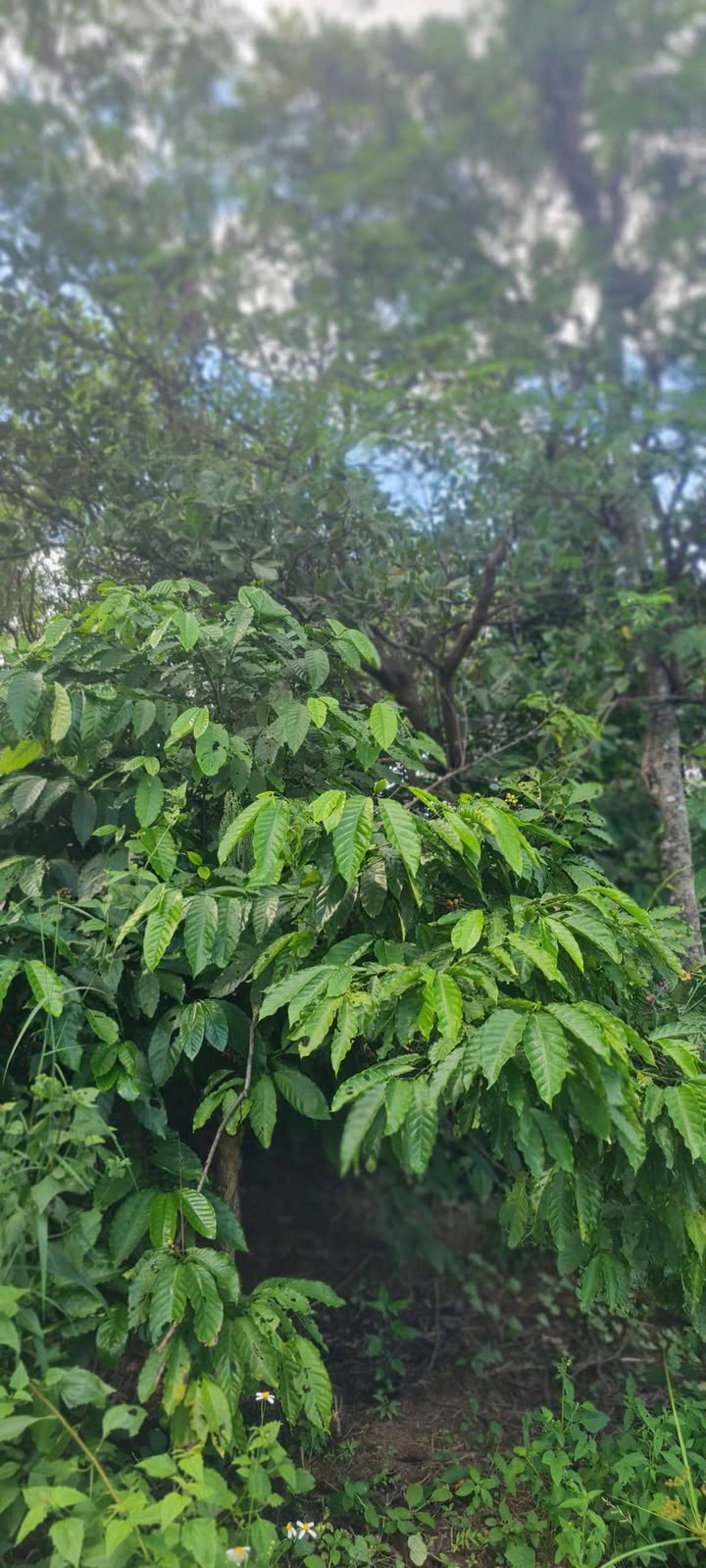 Đất thổ cư Tân Hòa, Buôn Đôn 21600m² giá 1.02 tỷ - Đầu tư sinh lời ngay hôm nay!