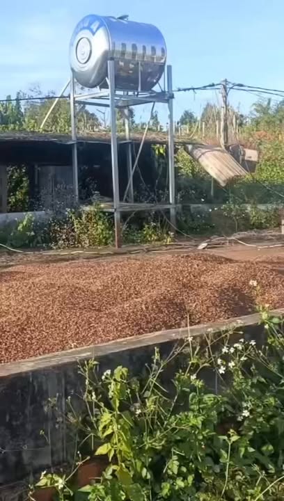 Farm đất đỏ bazan 1,4ha tại Ia Ko, Chư Sê - Giá chỉ 1,3 tỷ!