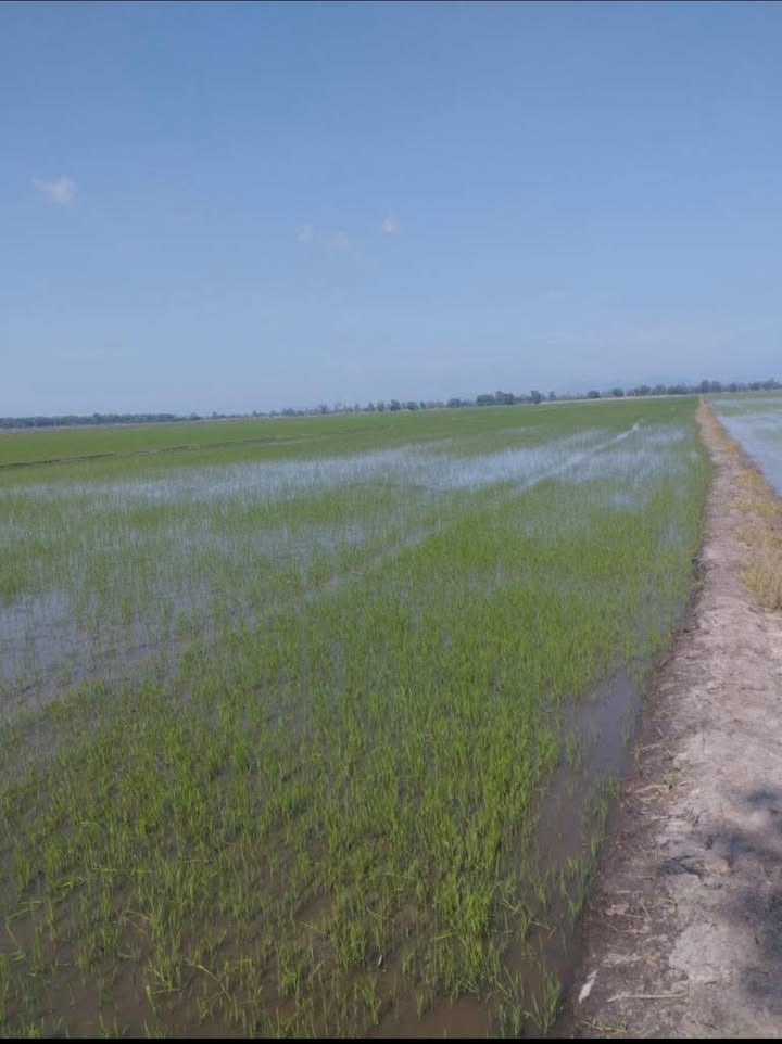 Đất ruộng lúa 33 công tại Vĩnh Điều, Giang Thành - Giá chỉ 3.63 tỷ hấp dẫn!