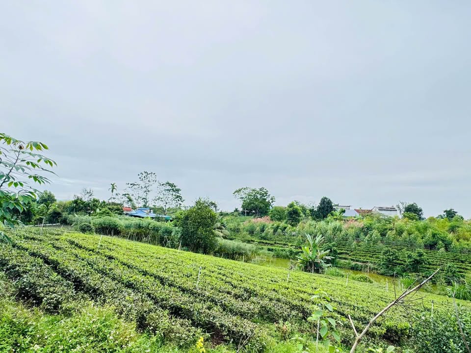 Đất thổ cư 600m² mặt tiền 39m tại xóm Phúc Thuần, xã Đại Phúc - Giá 2,2 triệu/m², thương lượng