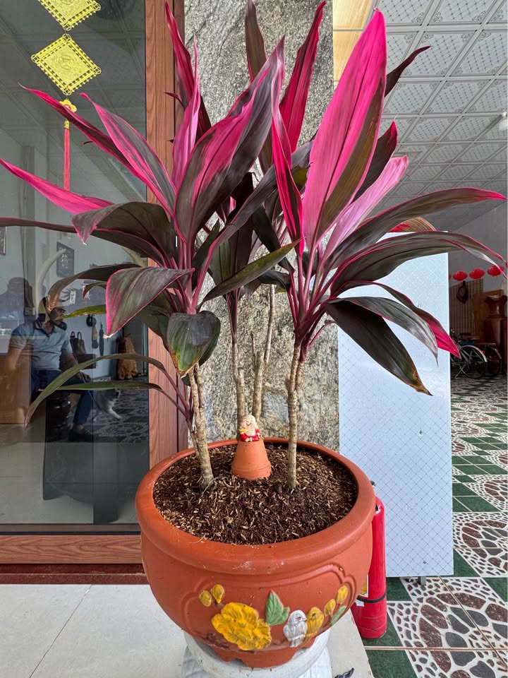 Đất nông nghiệp Trương Định, Sơn Trà 2000m² giá 600 triệu - Đầu tư sinh lời ngay!