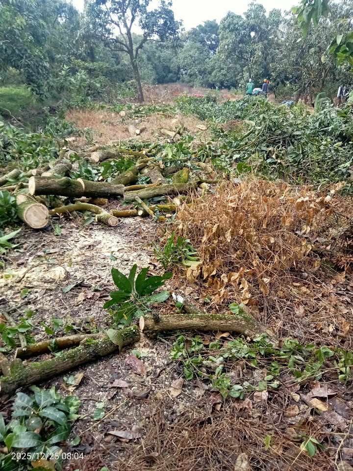 Đất thổ cư phường Cao Lãnh 650m² giá 1.25 tỷ - Đầu tư sinh lời ngay!