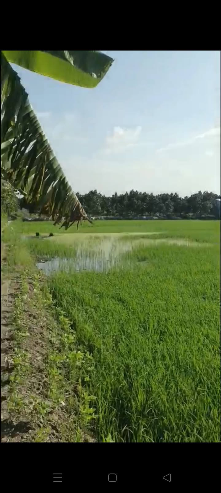 Đất nền Mỹ Hiệp Cao Lãnh 4300m² giá 820 triệu - Mặt tiền rộng, vị trí đẹp!