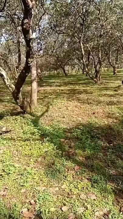 Đất nền Bù Đăng 12,000m² giá 900 triệu - Đầu tư sinh lời ngay!