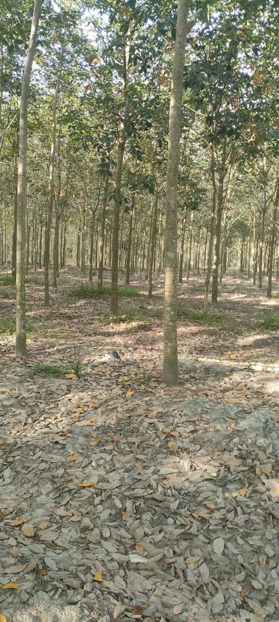 Đất ấp Thạnh Quới, xã Thạnh Đông, huyện Châu Thành, Tây Ninh 120.000m² giá 1,6 tỷ - Đầu tư sinh lời hấp dẫn!