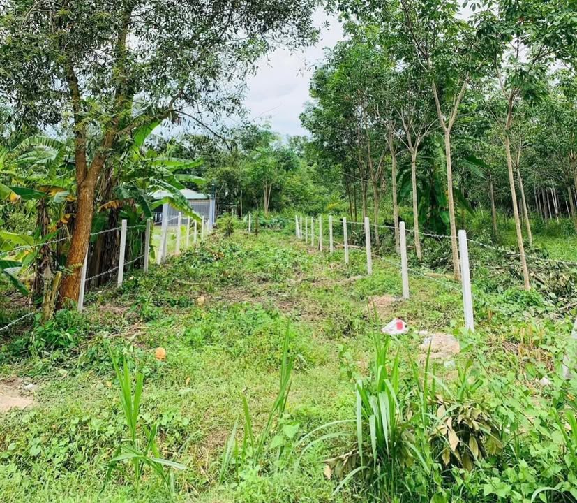 Đất 2 Mặt Tiền 180m² tại Ấp Cây Da, Hiệp Thạnh Gò Dầu - Giá chỉ 600 triệu!