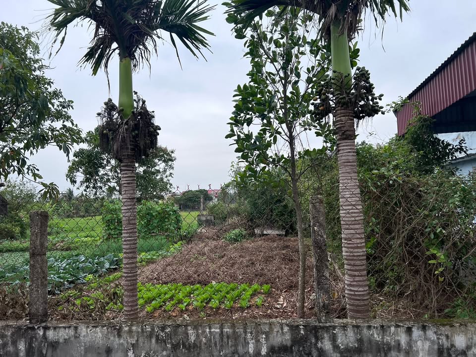 Đất nền 95m² xã Xuân Ninh - Giá chỉ 800 triệu - Đầu tư sinh lời ngay!