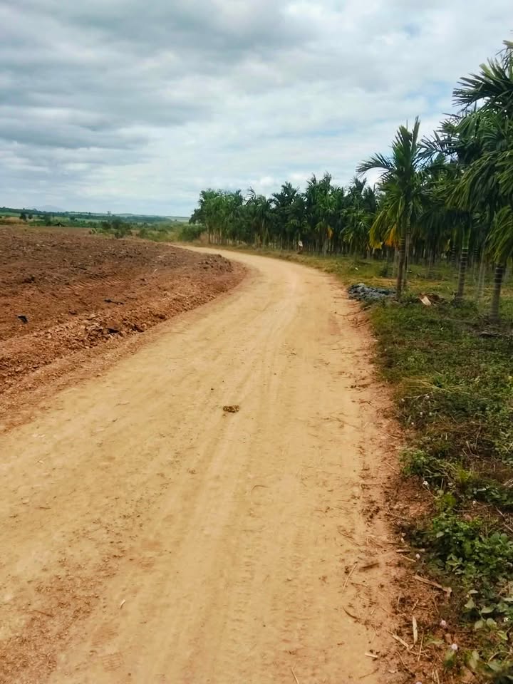 Đất Farm 1,2ha Ea M'Droh, Cư M'gar chỉ 550 triệu - Đầu tư sinh lời ngay!