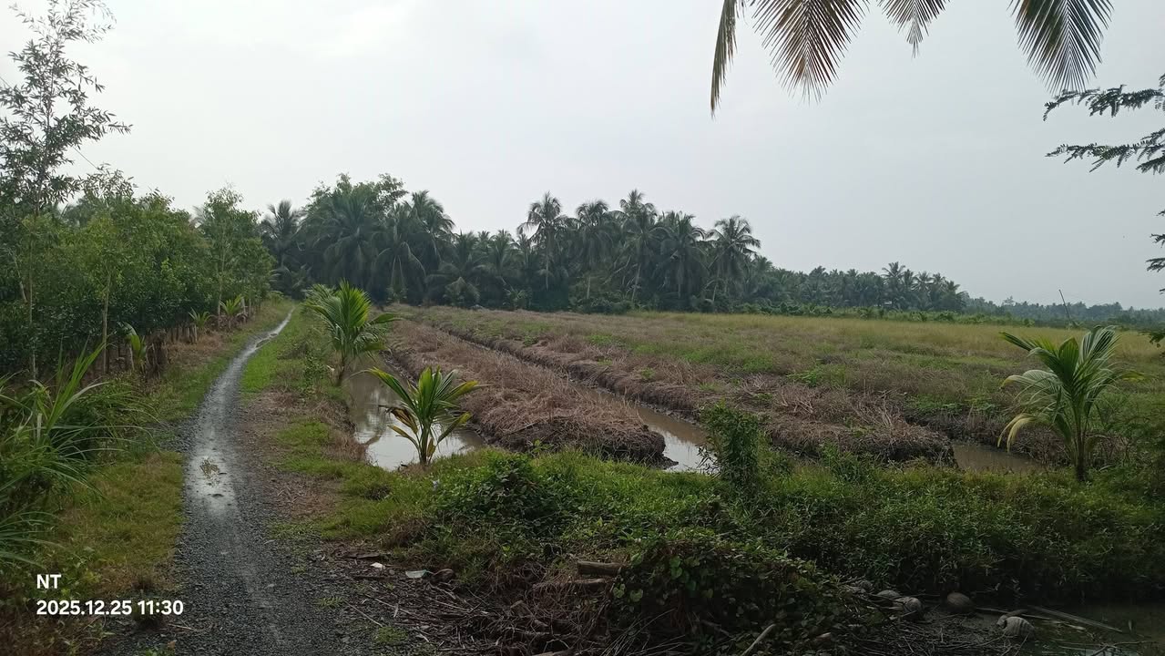 Đất nền 1000m² Hiếu Thành Vũng Liêm giá chỉ 125 triệu - Cơ hội đầu tư tốt!