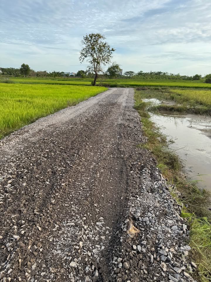 Đất thổ cư 200m² tại Hàm Chính, Hàm Thuận Bắc - Chỉ 499 triệu, cơ hội đầu tư không thể bỏ qua!