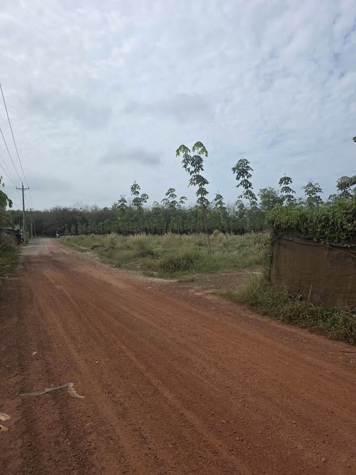 Đất Tân Định 37, Bắc Tân Uyên 1265m² - Pháp lý rõ ràng, giá chỉ 2.8 tỷ!