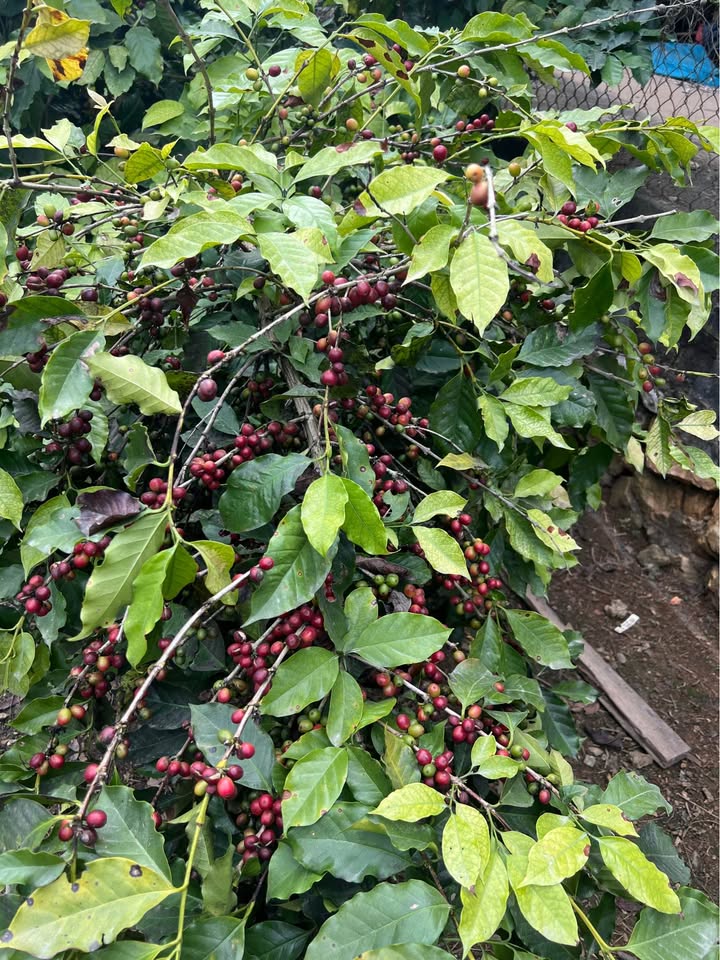 Đất trồng cà phê 4800m² tại Chiềng Ngần, Sơn La - Giá chỉ 650 triệu!