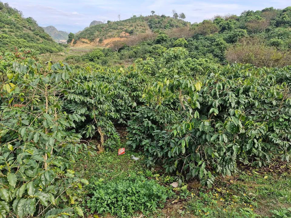 Đất nông nghiệp 5.000m² tại Chiềng Ban, Mai Sơn - Đường ô tô tải vào tận nơi!