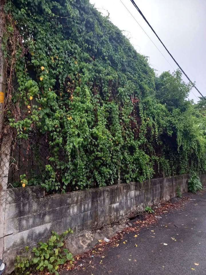 Nhà đất Củ Chi 252m² giá 2.78 tỷ - Đầu tư sinh lời ngay!