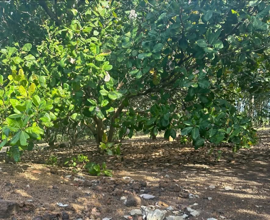 Đất Farm 20.000m² tại Lộc Quang - Giá 680 triệu, Nguồn nước ổn định!