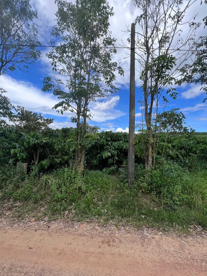 Đất nền Ea Knốp 500m² giá 200 triệu - Sẵn nguồn thu hấp dẫn!