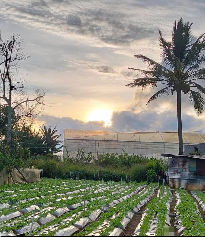 Đất thổ cư 200m² xã Ka Đô Đơn Dương 980m² giá 1.5 tỷ - Đầu tư sinh lời cao!