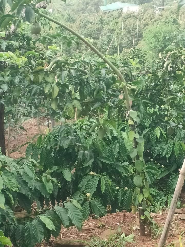 Đất Farm Ea Sin Krông Búk 10,800m² giá 648 triệu - Đầu tư sinh lời ngay!