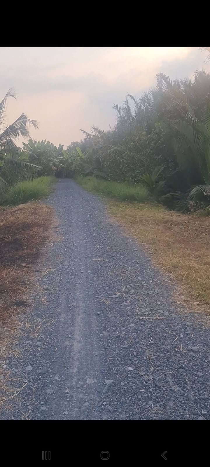 Đất vườn 5560m² Phú Ngãi Trị, Châu Thành, Long An - Giá 3.15 tỷ, mặt tiền đê sông