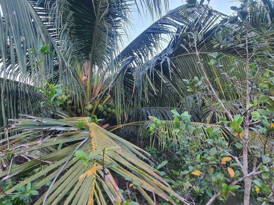 Vườn dừa xuất khẩu Tiểu Cần 10.500m² giá 5.25 tỷ - Đầu tư sinh lời hấp dẫn!