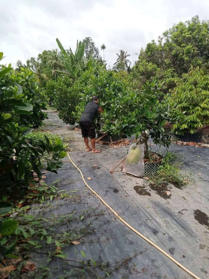 Đất vườn 773m² xã Tân Dương, Lai Vung giá 750 triệu - Chính chủ bán gấp!