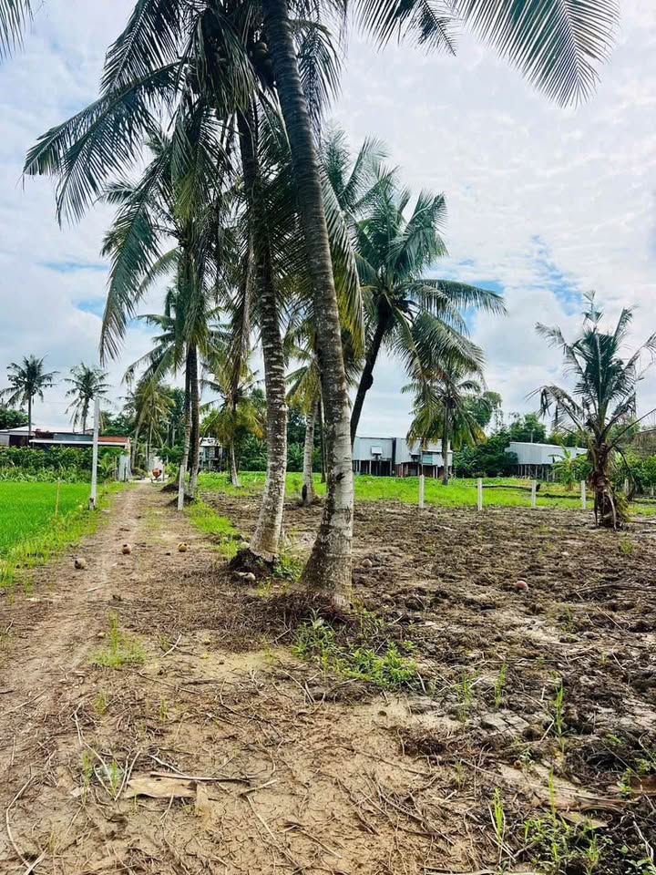 Đất cây lâu năm 1.039m² tại Châu Đốc - Giá đầu tư chỉ 680 triệu!