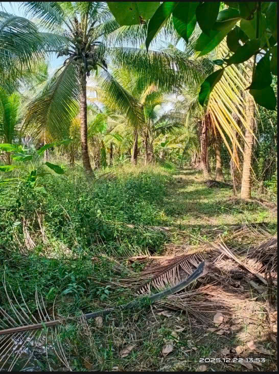 Đất vườn Vĩnh Xuân 4.000m² giá 950 triệu - Cơ hội đầu tư hấp dẫn!