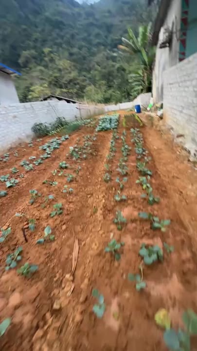 Đất thổ cư KCN Tân Dương, Định Hóa, Thái Nguyên 320m² - Đầu tư sinh lời hấp dẫn!