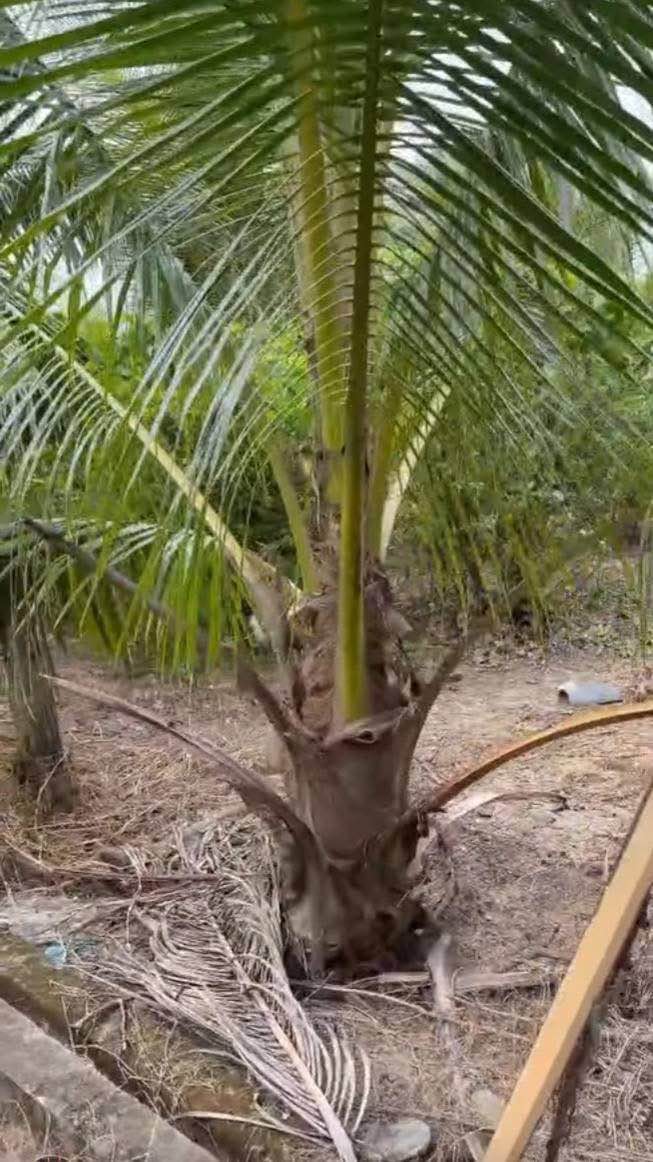 Đất nền 1000m² Hòa Phú, Châu Thành - Giá chỉ 1.5 tỷ, thuận tiện đầu tư!