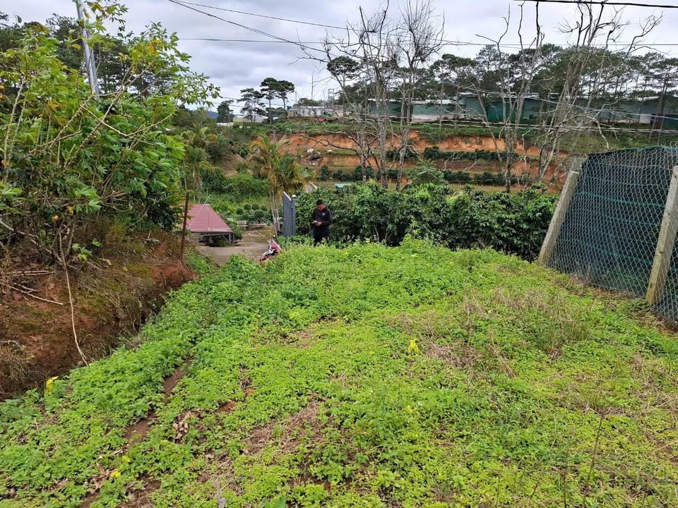 Đất nông nghiệp Xuân Trường, Đà Lạt 384m² giá 2.65 tỷ - Cơ hội đầu tư hiếm có!