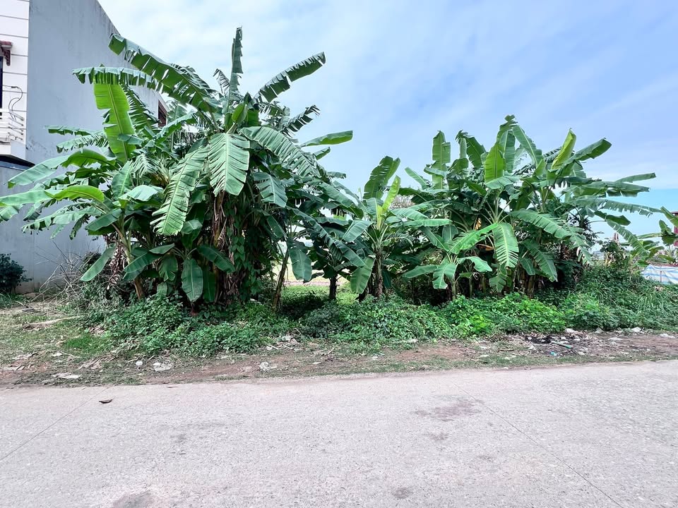 Đất Biệt Thự TDP Quyết Chiến, Phường Tân An, 200m² - Kinh Doanh Đỉnh Cao!