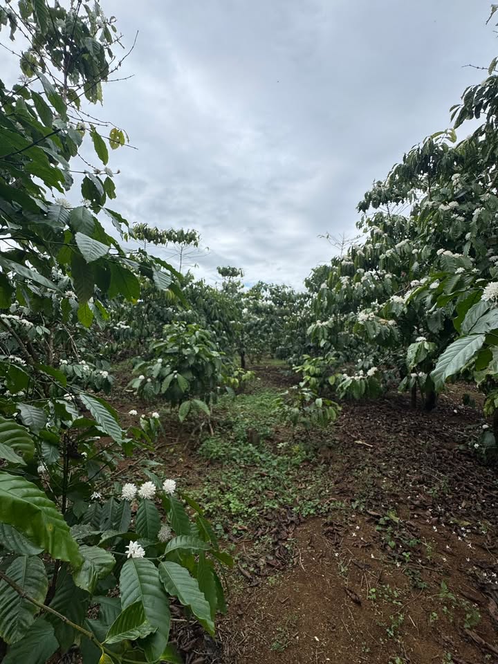 Đất nền Bảo Lộc 35,000m² giá 2.6 tỷ - Mặt tiền đường bê tông rộng rãi!