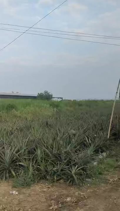 Đất vườn 1 mẫu xã Hưng Thạnh, Tân Phước 720 triệu - Đường xe hơi vào tận nơi!