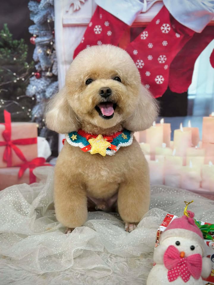 Bán đất mặt tiền đường Cô Giang, Hải Châu 146m² giá 21 tỷ - Vị trí kinh doanh đắc địa!