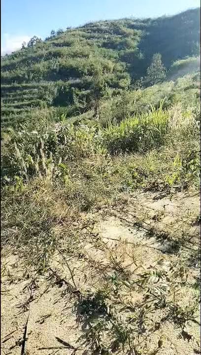 Đất Farm 40ha Đăk Ruồng, Kon Rẫy, Kon Tum - Chất đất tốt, Giá thỏa thuận!