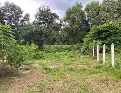 Đất trồng cây lâu năm Hòa Ninh Đà Nẵng 2278m² giá 2 tỷ - Cơ hội đầu tư tuyệt vời!