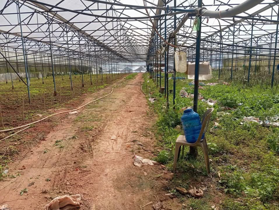 Đất nền 3.000m² đường Hoàng Cầm Lạc Dương - Pháp lý rõ ràng, giá 4.77 tỷ!