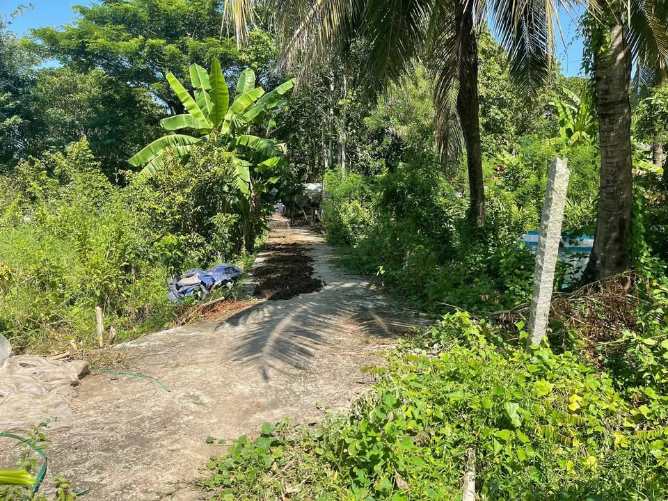 Đất vườn sầu riêng 4785m² xã Tân An, An Giang - Giá chỉ 295 triệu, thương lượng trực tiếp!