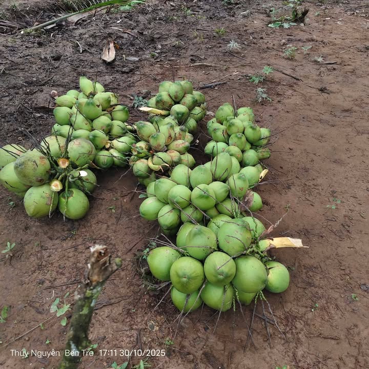 Đất nền Tân Hội Mỏ Cày Nam 1988m² giá 2.8 tỷ - Đầu tư sinh lời nhanh chóng!