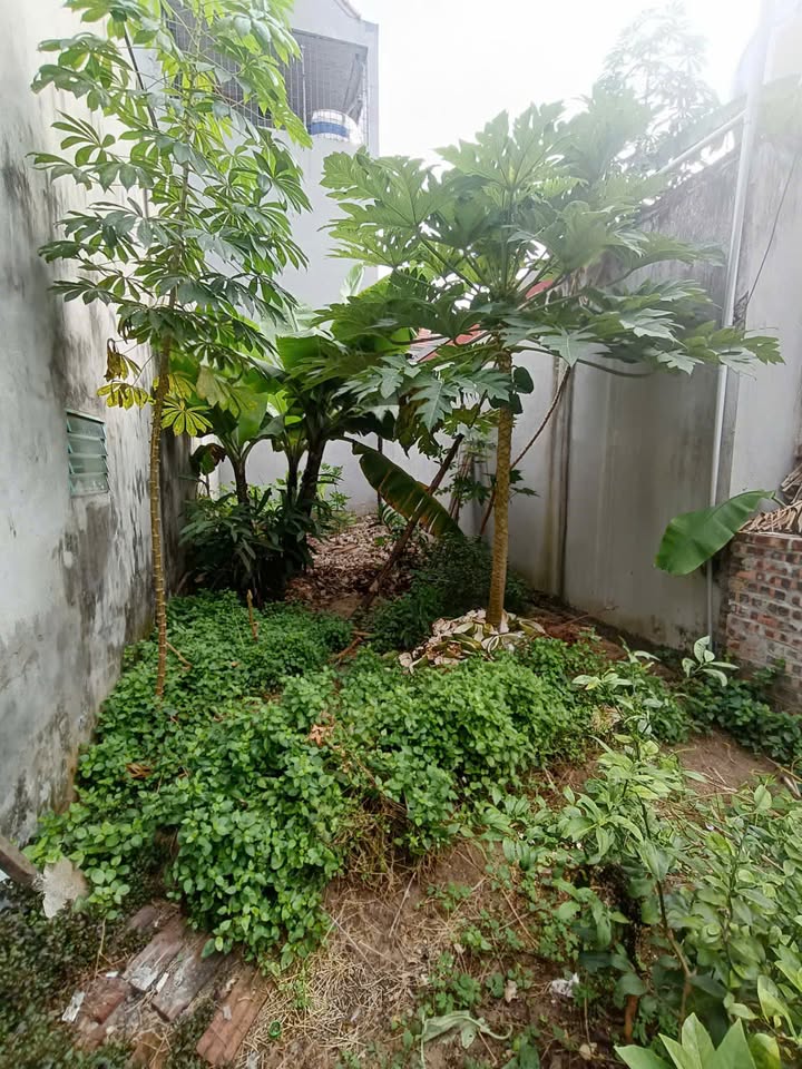 Đất Vĩnh Quỳnh - Thanh Trì 47m² giá 3.6 tỷ - Sổ hồng chính chủ, gần chợ!