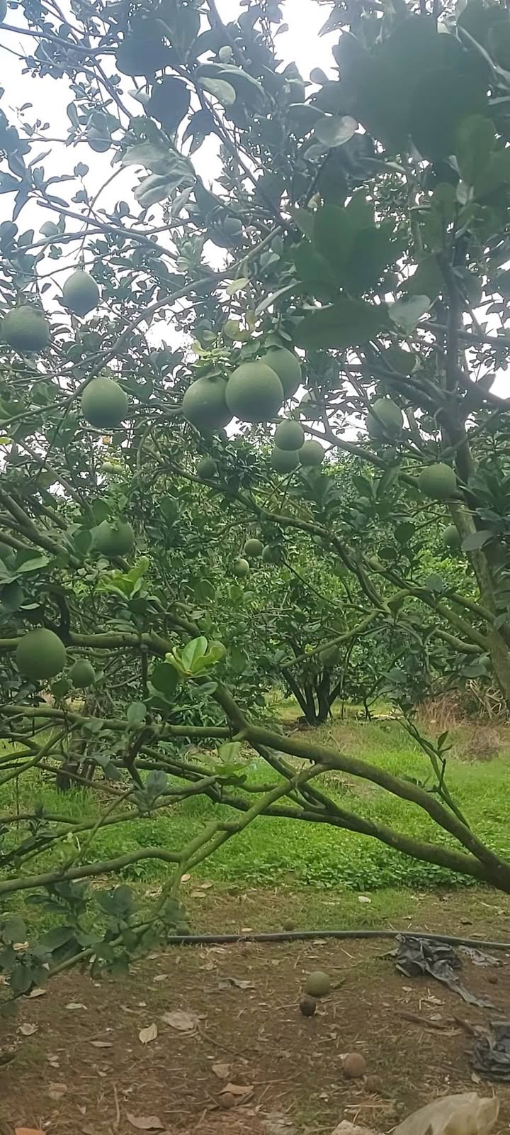 Đất vườn Phú Lập, Tân Phú, Đồng Nai 1.270m² giá 6.1 tỷ - Đầu tư sinh lời tuyệt vời!