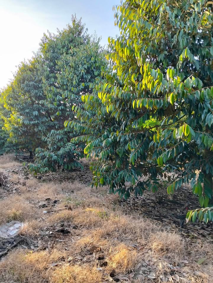 Đất vườn 7200m² tại Phú Thịnh, Tân Phú, Đồng Nai giá chỉ 1.4 tỷ - Đầu tư sinh lời ngay!