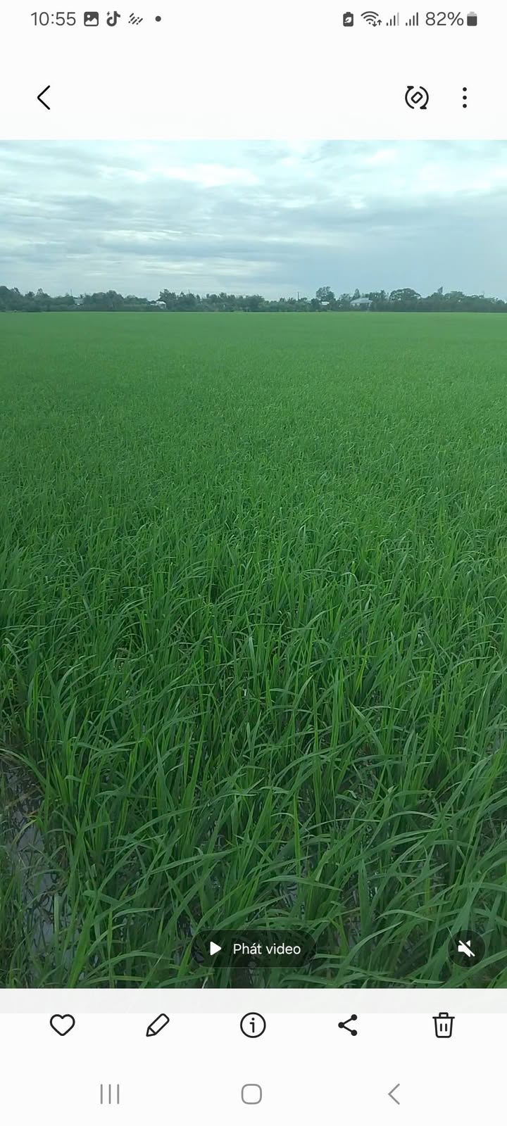 Đất lúa 17 công tại Đốc Binh Kiều, Tháp Mười giá 4.08 tỷ - Đầu tư sinh lời hấp dẫn!