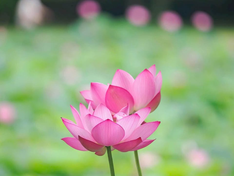 Nhà góc đường Nguyễn Thị Lựu, Cao Lãnh, 80m² - Vị trí kinh doanh lý tưởng!