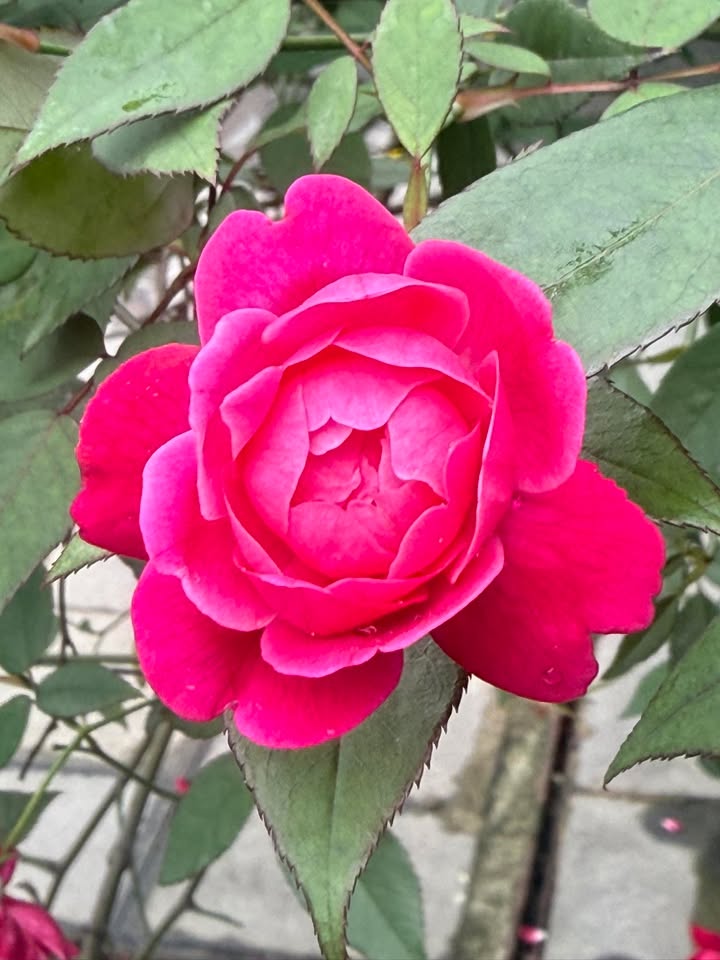 Đất nền Bùi Thị Xuân, 200m² giá 2 tỷ - Sổ đỏ chính chủ, ô tô vào tận nơi!