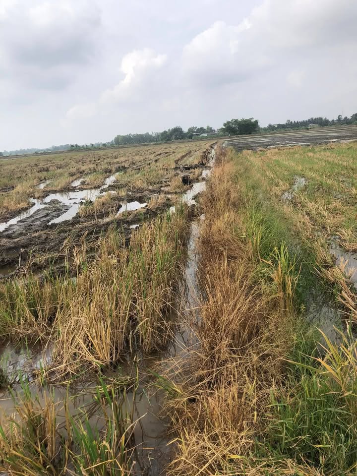 Đất ruộng 10 công tại Trường Thọ, Cầu Ngang, Trà Vinh - Giá thỏa thuận hấp dẫn!